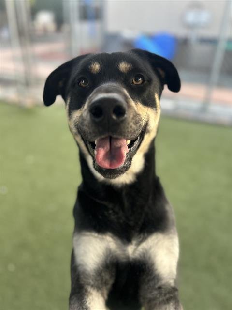 ROMEO - German Shepherd Dog / Rottweiler available for adoption