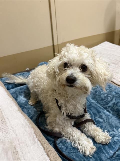 PEANUT - Maltese available for adoption