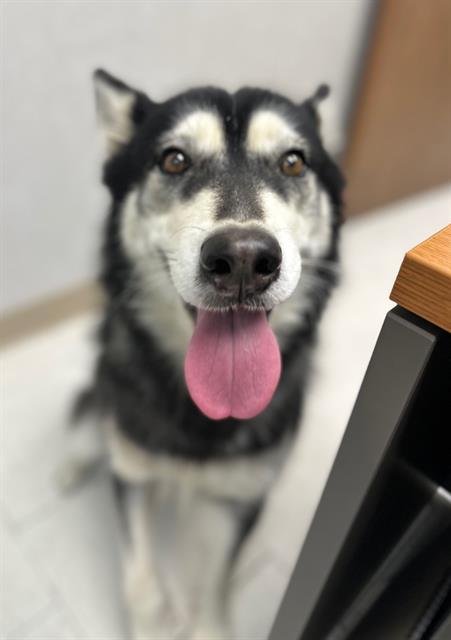 SKYLA - Husky available for adoption