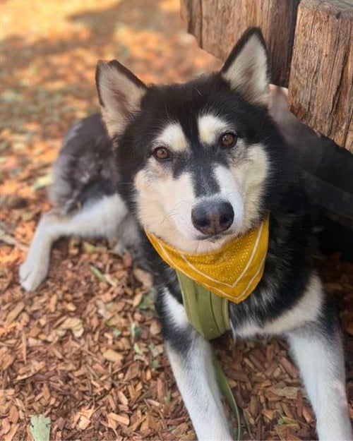 SKYLA - Husky available for adoption