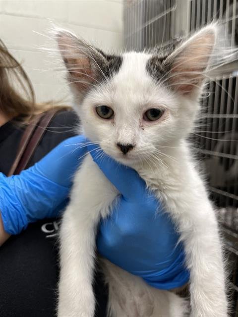 A273803 - Domestic Medium Hair available for adoption