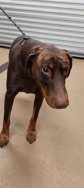 MOMO - Doberman Pinscher available for adoption