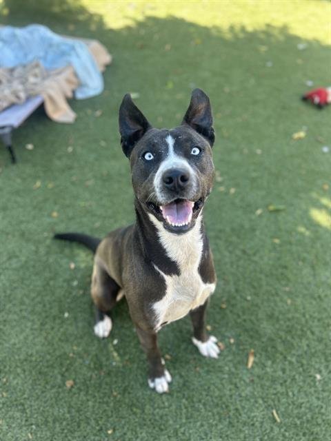 SOCO - American Pit Bull Terrier / Siberian Husky available for adoption