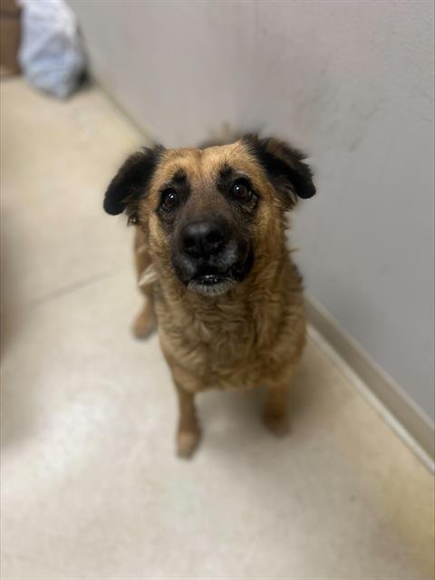 COCO - German Shepherd Dog available for adoption