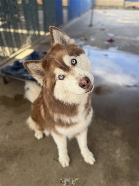 CINDER - Siberian Husky available for adoption