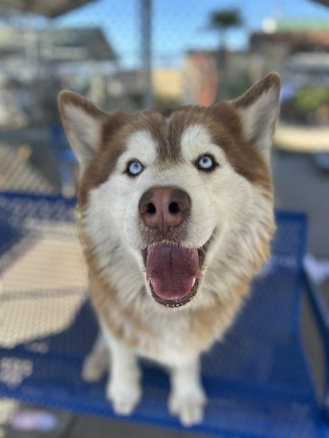 CINDER - Siberian Husky available for adoption