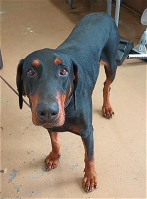 PICKLES - Doberman Pinscher available for adoption