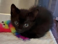 BLACKIE - Photo 1