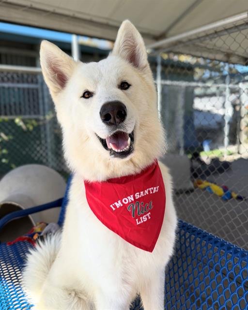 APPA - German Shepherd Dog available for adoption