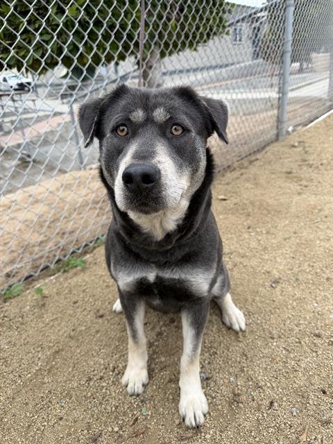 DAISY - Siberian Husky available for adoption