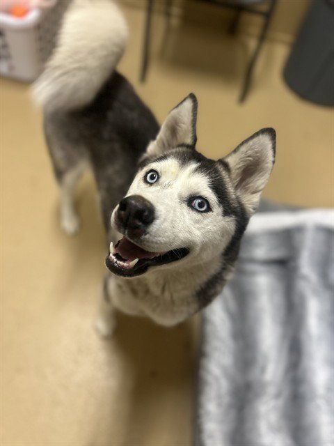 EVELYN - Siberian Husky available for adoption