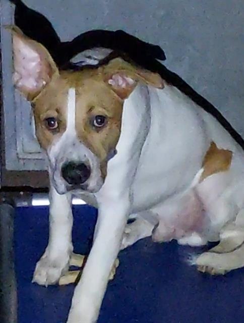 FRANCO - American Pit Bull Terrier available for adoption