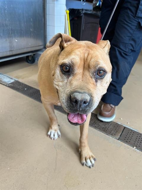 JESSIE - Staffordshire Bull Terrier available for adoption