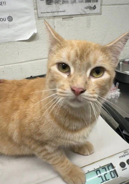 POLIE - Domestic Short Hair available for adoption