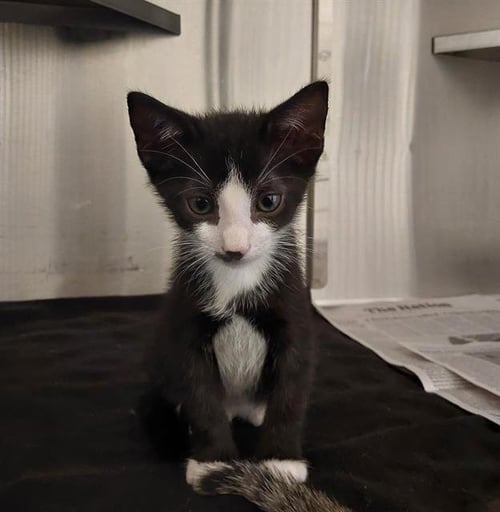 A273427 - Domestic Short Hair available for adoption