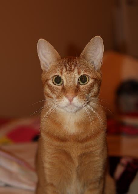 KOVU - Domestic Short Hair available for adoption