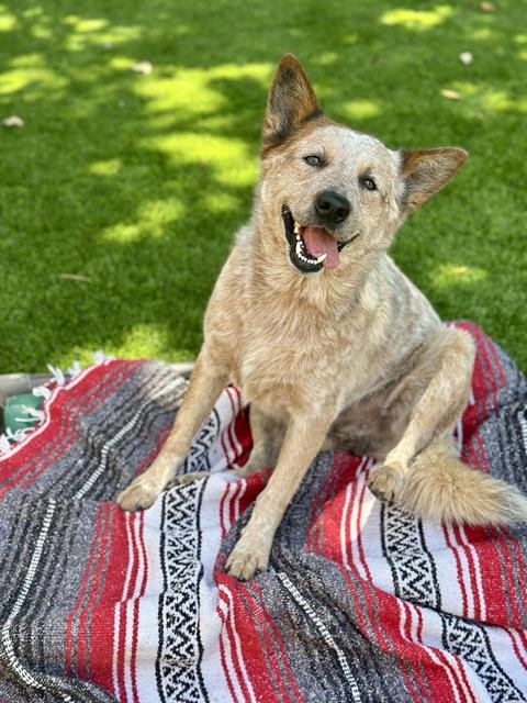 CONNER - Australian Cattle Dog/Blue Heeler available for adoption