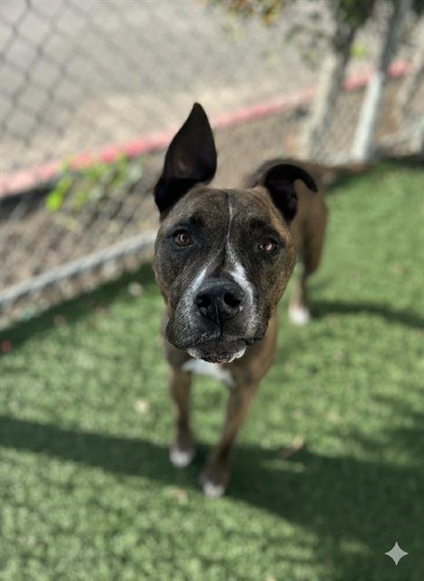 NOVA - Pit Bull Terrier available for adoption