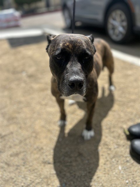 BUTTER BISCUIT - Pit Bull Terrier available for adoption
