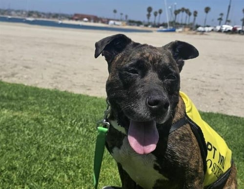 MARIPOSA - Pit Bull Terrier available for adoption