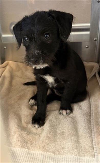 TINA - Terrier available for adoption