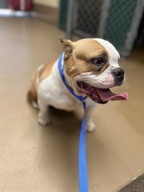 EGG ROLL - Bulldog available for adoption