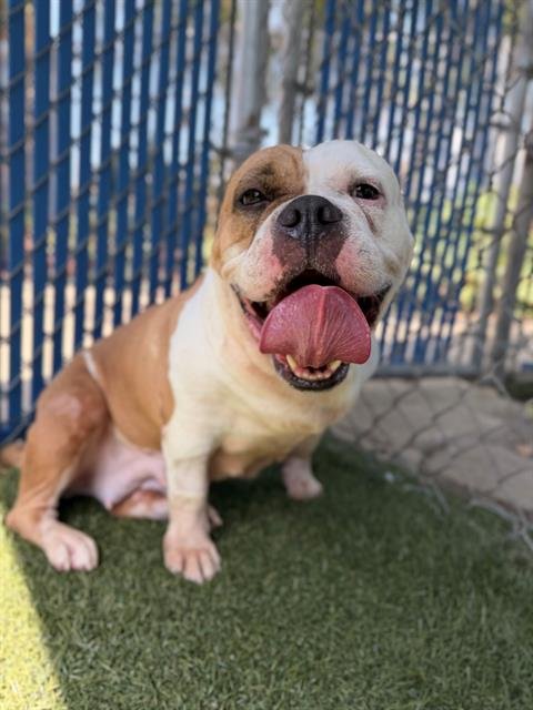 EGG ROLL - Bulldog available for adoption