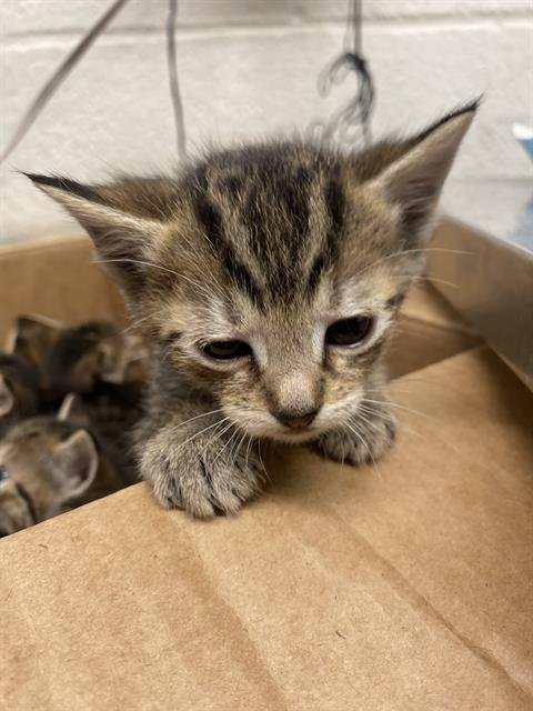 MARZIPAN - Domestic Short Hair available for adoption