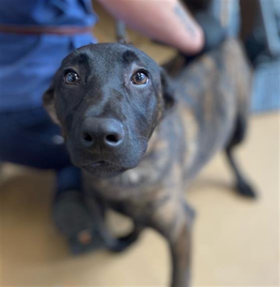 ZOEY - Belgian Shepherd Malinois available for adoption