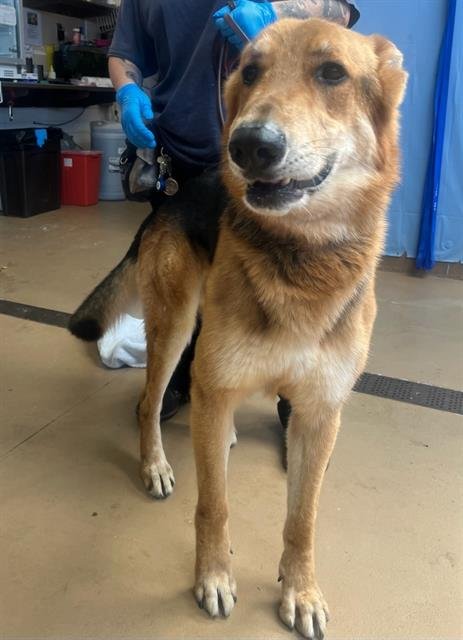 LUCA - German Shepherd Dog available for adoption