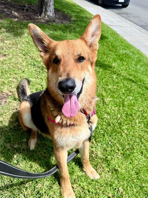 LUCA - German Shepherd Dog available for adoption