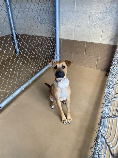 SABRINA - Labrador Retriever available for adoption