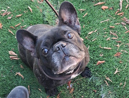 PHOBE - French Bulldog available for adoption