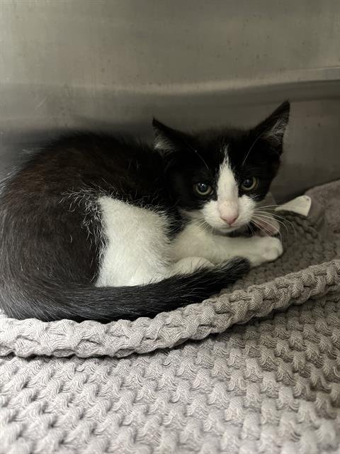 PLUTO - Domestic Short Hair for adoption in Chula Vista