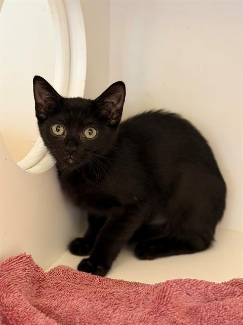 BOOLA - Domestic Short Hair available for adoption