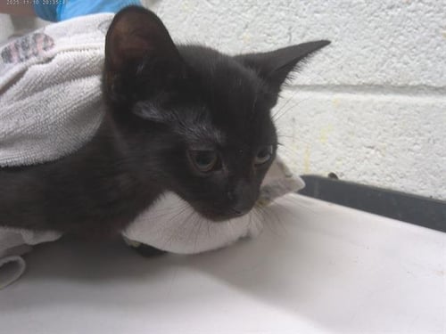 BOOLA - Domestic Short Hair available for adoption