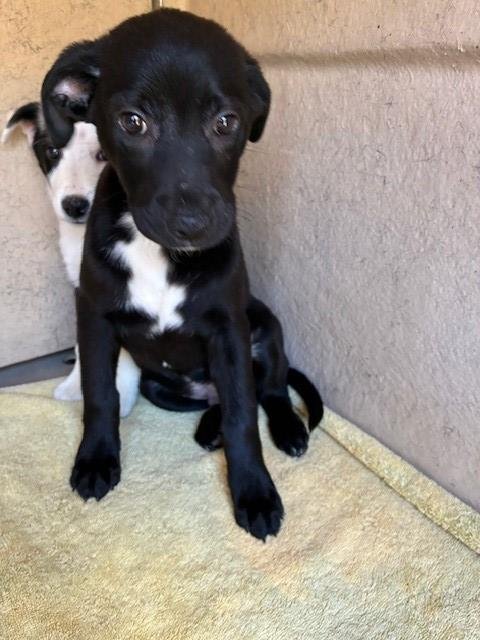 CHIP - Australian Shepherd available for adoption