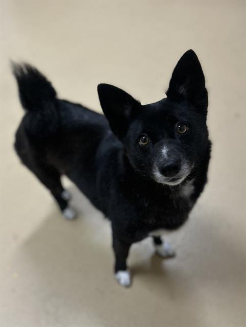 NYX - Schipperke available for adoption
