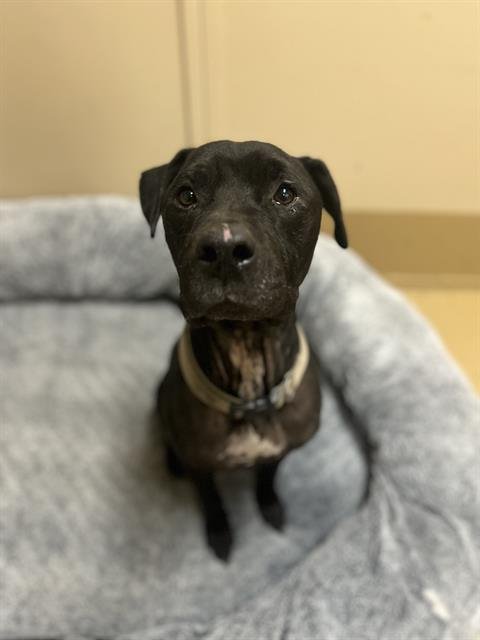 ONYX - Pit Bull Terrier available for adoption