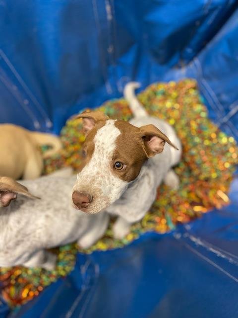 ESTRELLA - Pit Bull Terrier available for adoption