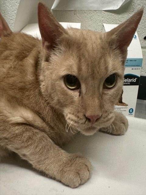 ARAGONITE - Domestic Short Hair available for adoption