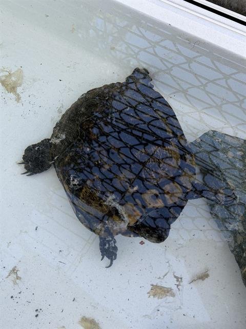 A269384 - Turtle available for adoption