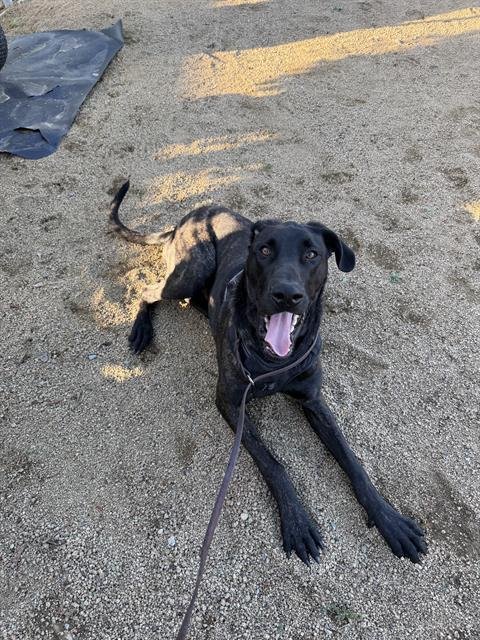 DRAKO - Great Dane available for adoption