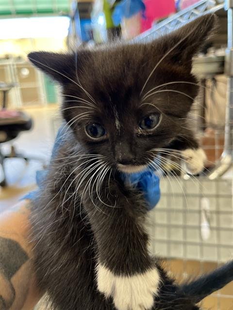 SIRIUS - Domestic Short Hair for adoption in San Diego