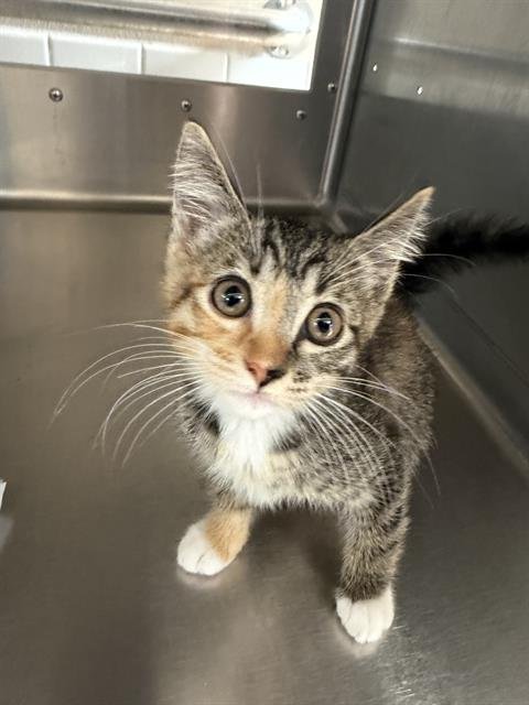 A274302 - Domestic Short Hair available for adoption