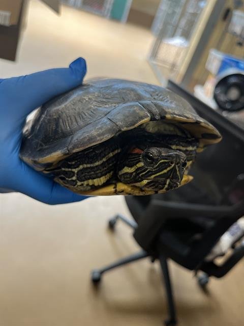 A274378 - Turtle available for adoption