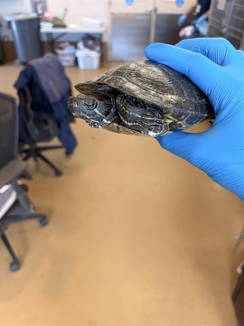 MIKEY - Turtle available for adoption