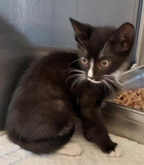 JULIAN - Domestic Short Hair available for adoption