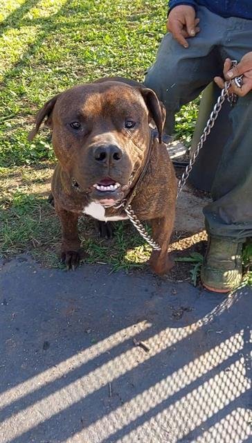 JOLLYBEE - American Pit Bull Terrier available for adoption