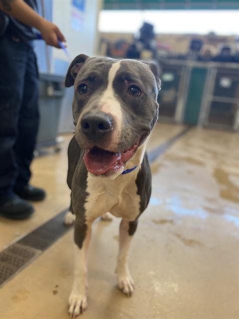 JULES - Pit Bull Terrier available for adoption